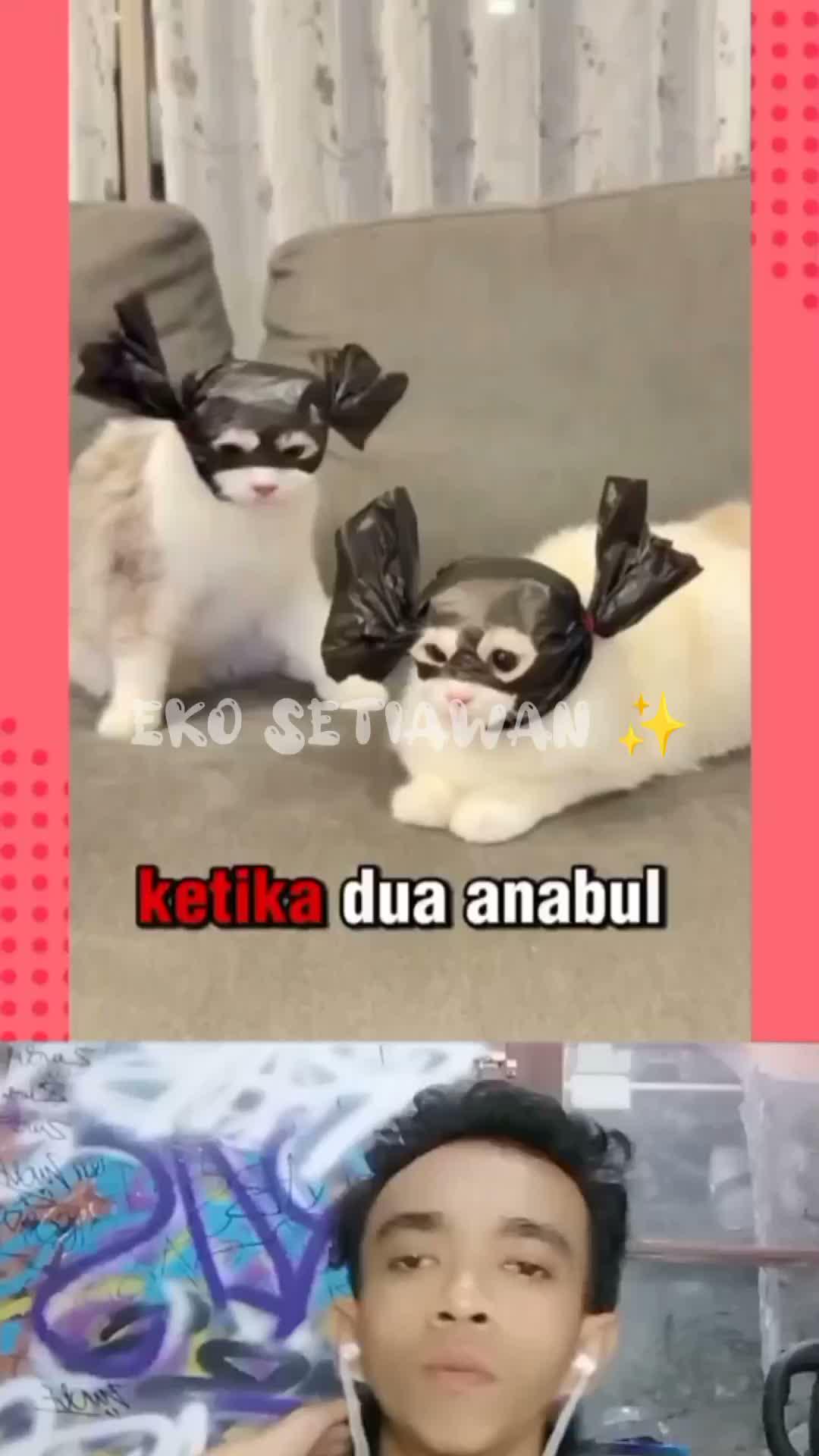 dua anabul ini cosplay menjadi Batman🤣🤣🤣🤣🤣