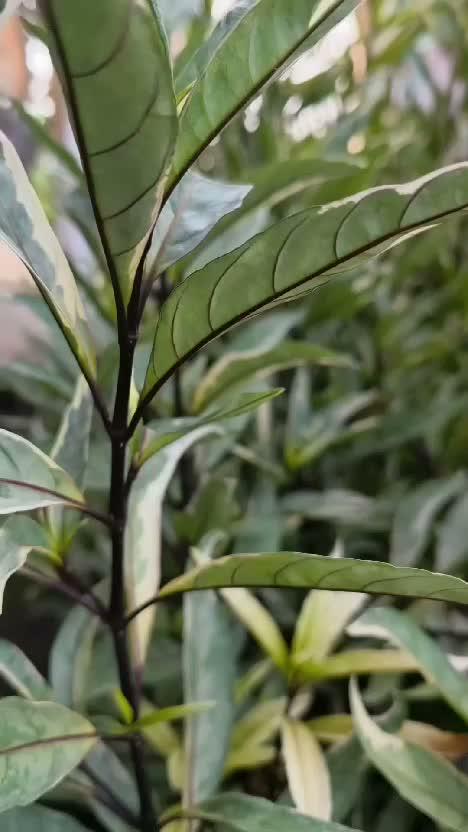 anak-anak hebat dengan pakaian rapinya 