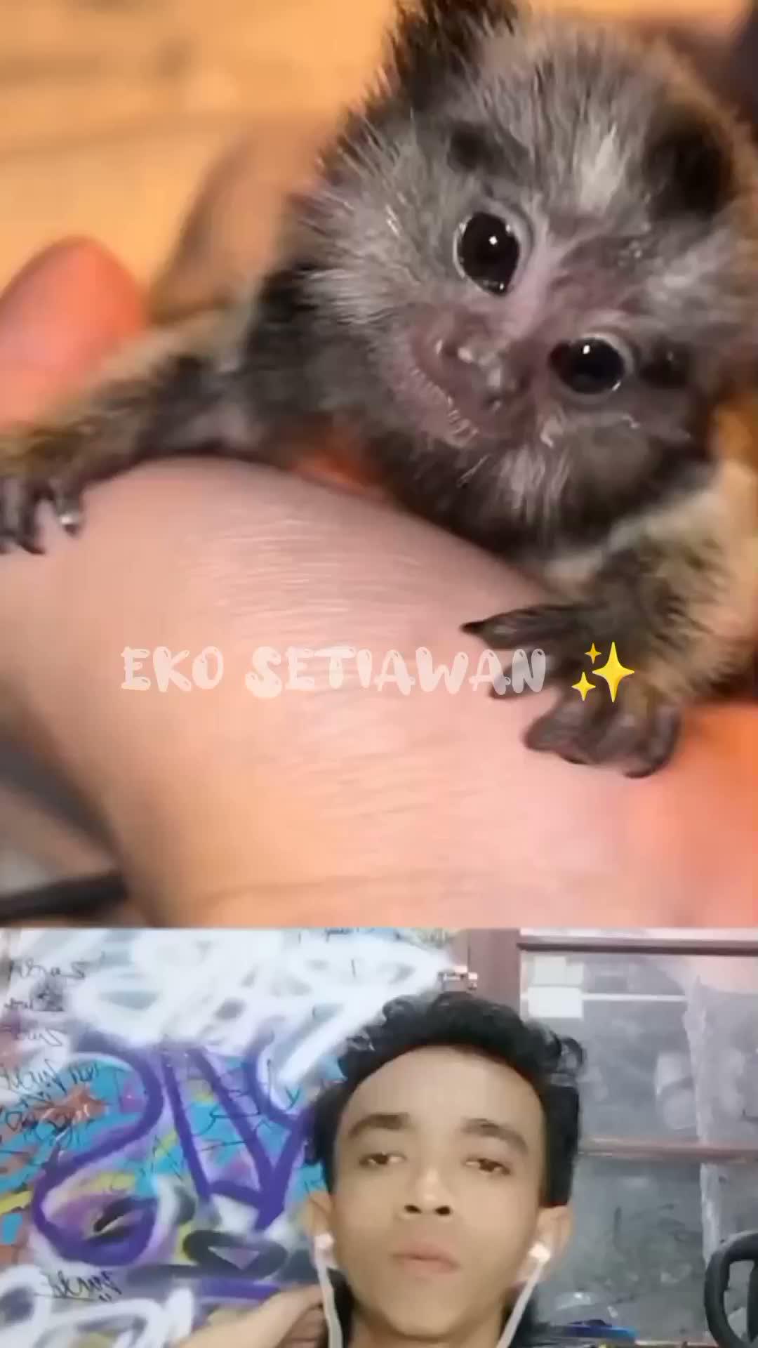 kucing ini sangat antusias menyambut teman barunya😍😍😍