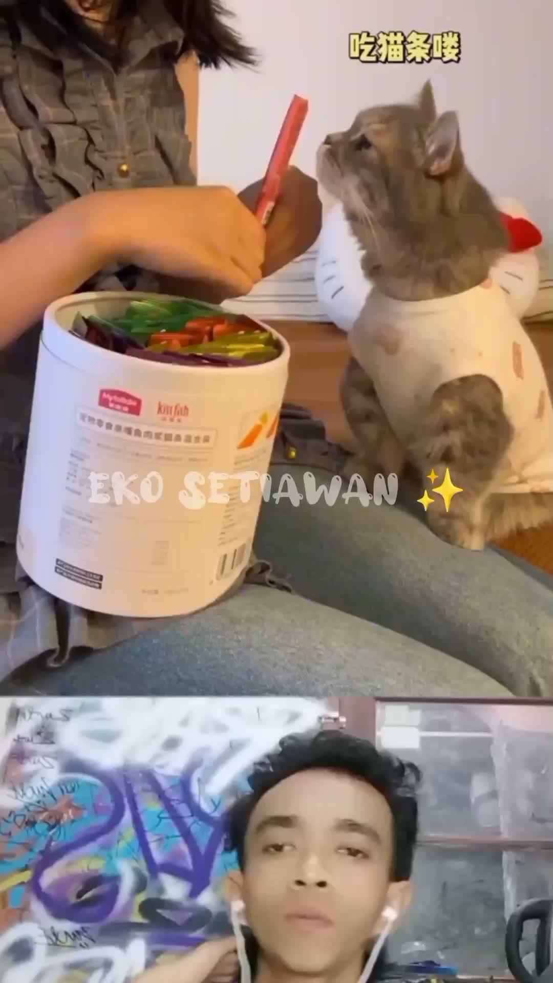 ekspresi kucing ini sangat kaget karena majikannya 😁😍😁