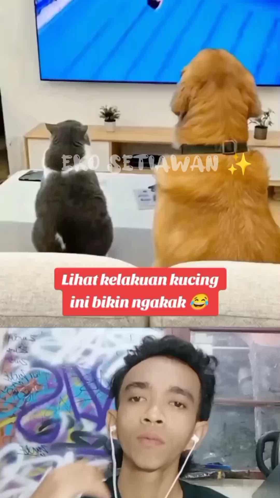 kelakuan kucing ini bikin ngakak 🤣