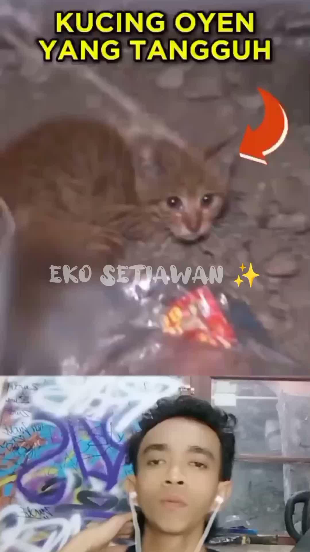 anak kucing ini kakinya sakit 🥺🥺