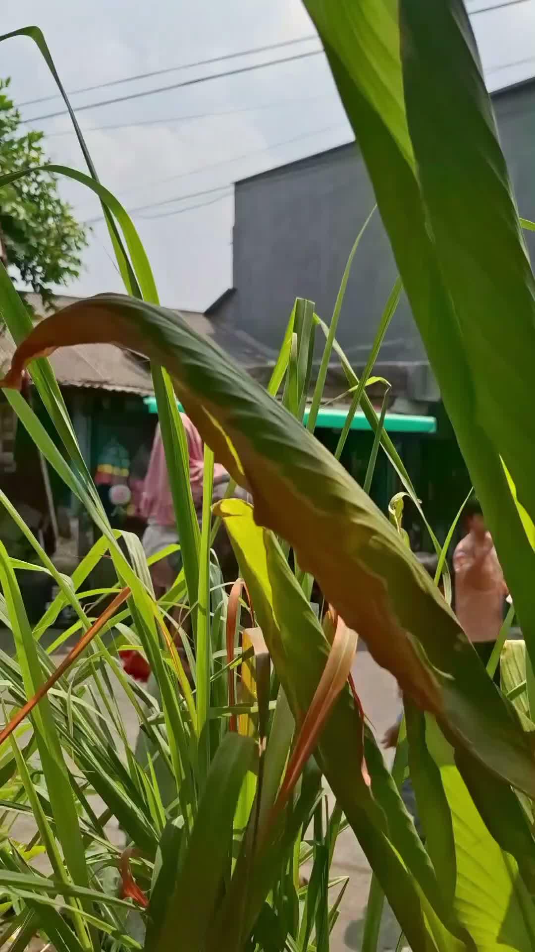 bapak bapak 2 anak
#Father
