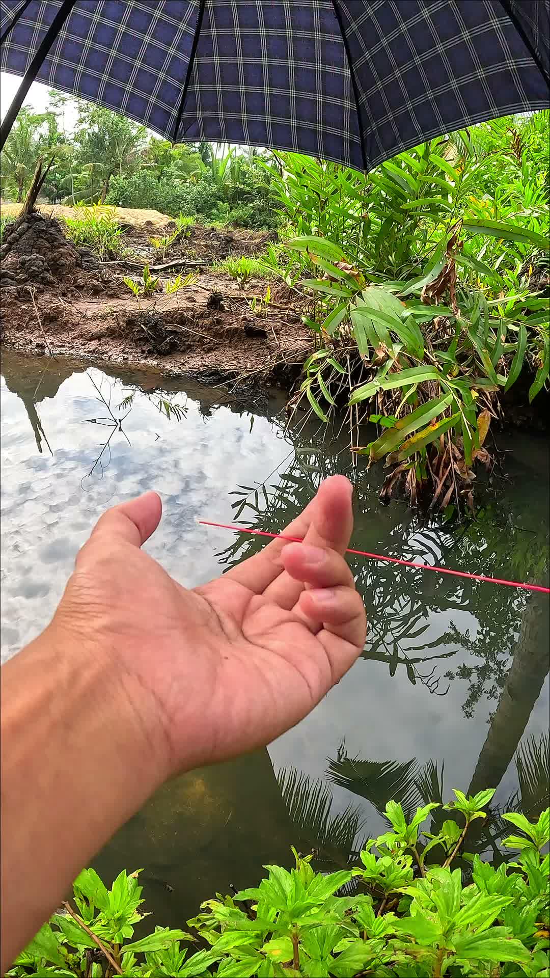cara tradisional menangkap udang 🦐 