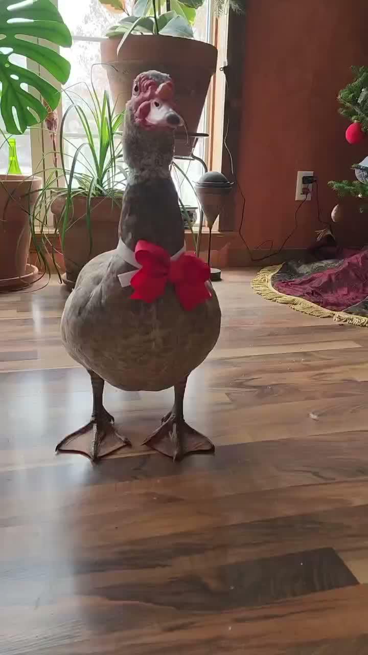  entok sultan
#HOTrctiplus #shortplus #peternak #beternak #entok
