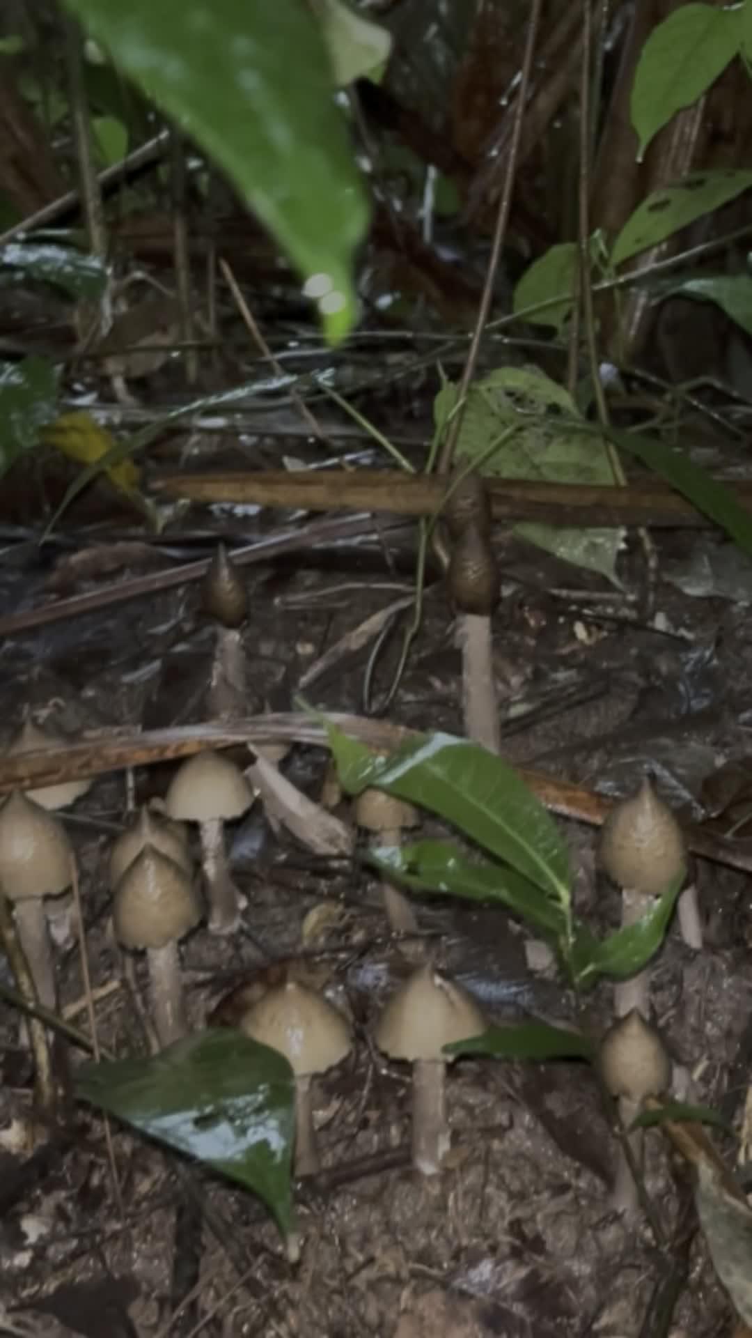 Ketemu kulat terenak didunia