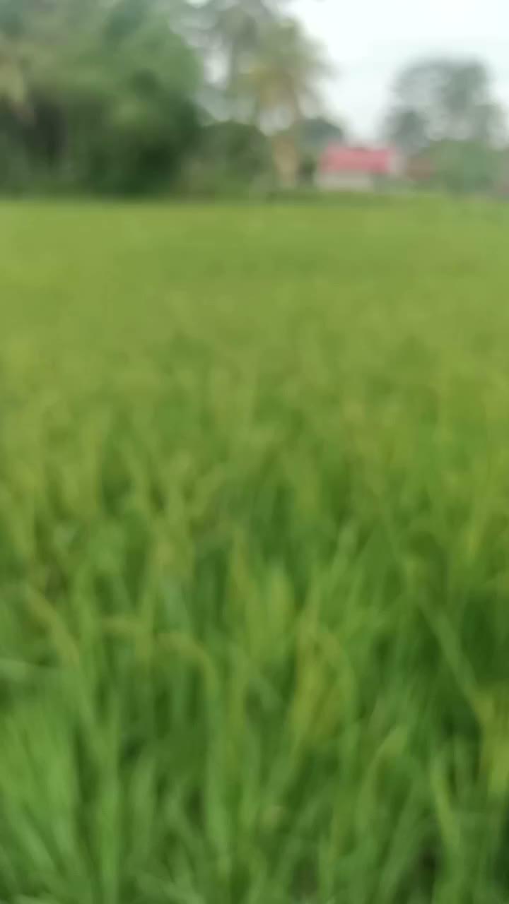 lanjutan minggu lalu.
hama masih aman