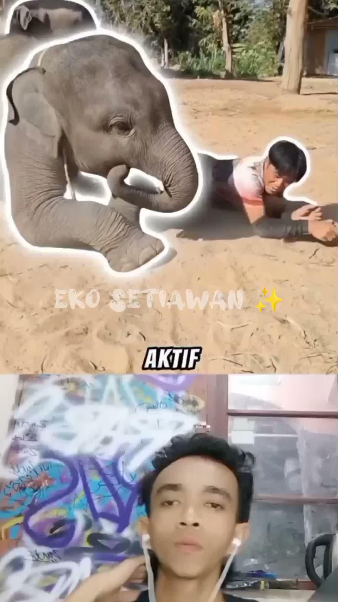 bayi gajah ini terkenal karena sering membuat onar?????