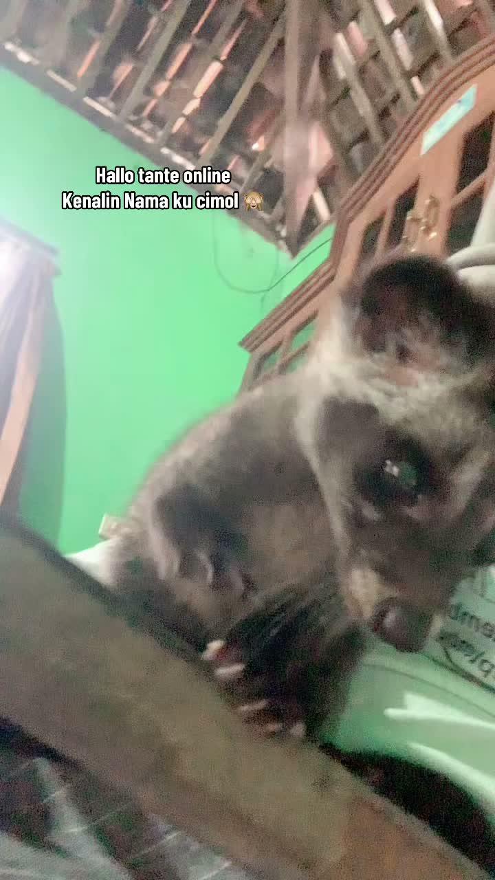 Musang pandan  #musang  #musangpandan # #Peliharaannya Lucu 
