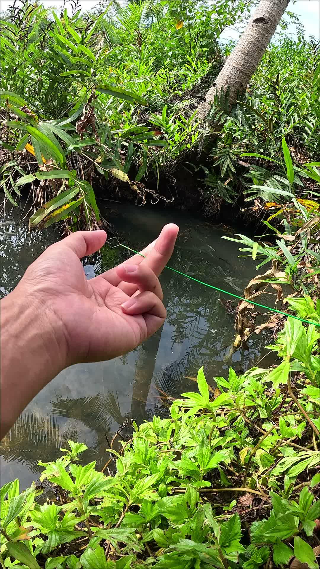 cara super gampang menangkap udang
