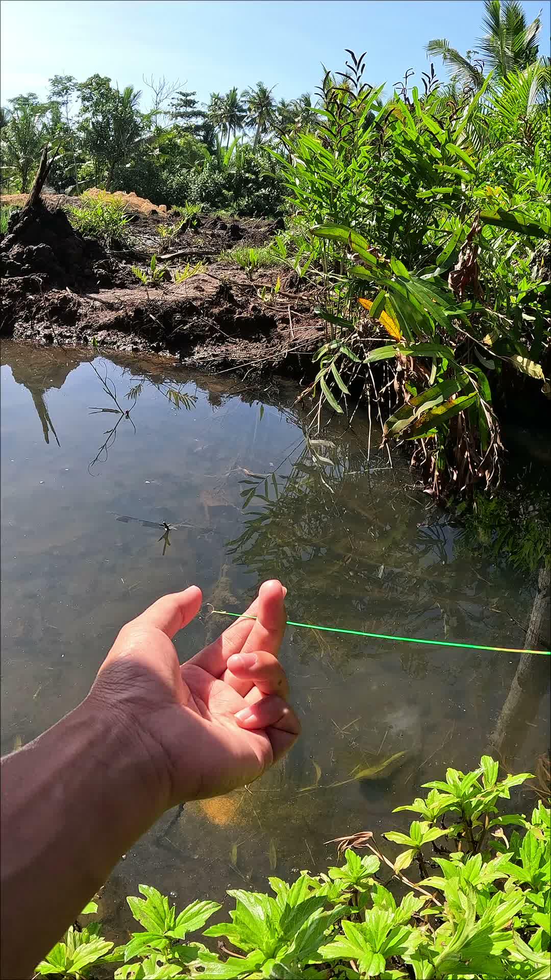 tutorial menangkap udang #udang #nelayan #laut #jaring #ikan #fbpro #reels #reelsviral #duniaikan #skils #fyp #trending