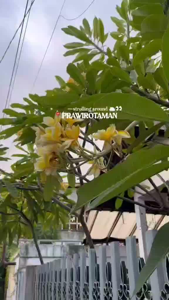 Bosen Malioboro? Prawirotaman Ternyata Seasik Ini #recomended #reviewtempatliburan #tempatliburanternyaman #ExploreJogja #Jogja #JogjaIstime