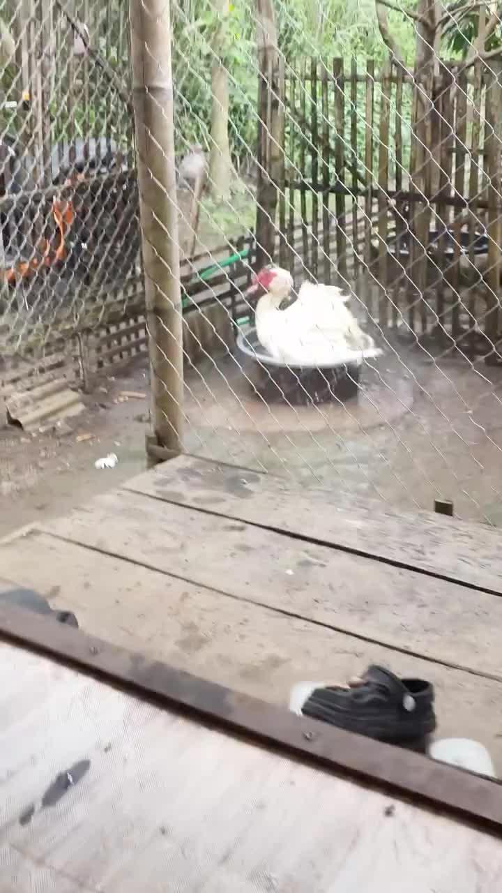 Terpantau rajin mandi Bollo wkwk #peternakmuda #menthokjumbo #muscovyduck