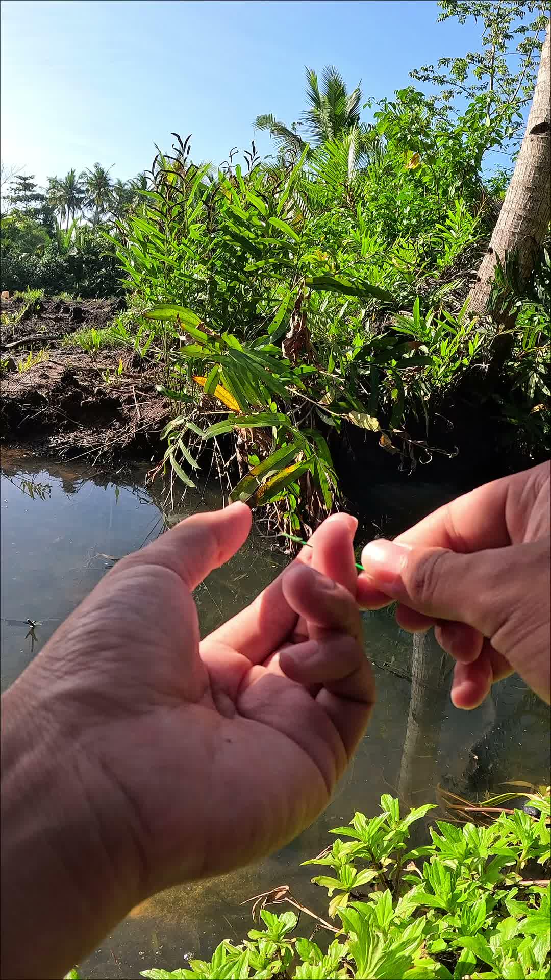  #RCTIPlus  #trending 