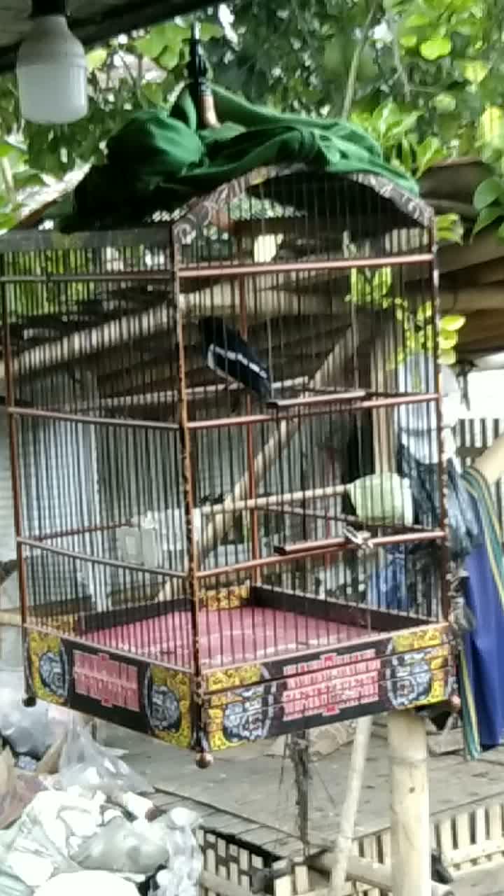 nyaring banget bunyinya  #short  #HOTrctiplus  #RCTIPlus  #fyp 