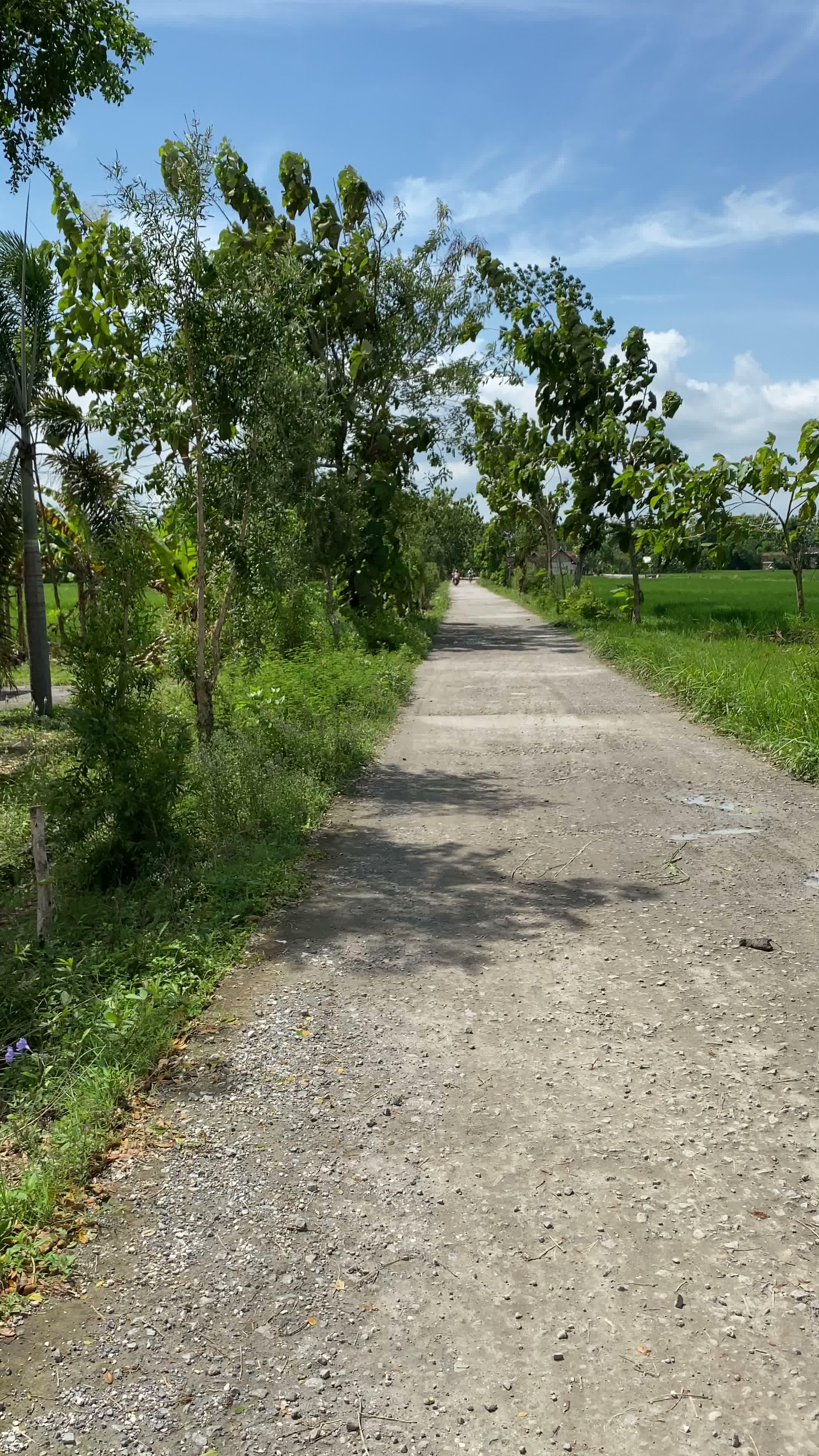 Akses menuju waduk rowo glandang #desaku #pedesaan #tambakrejo #bojonegoro #viral #waduk 