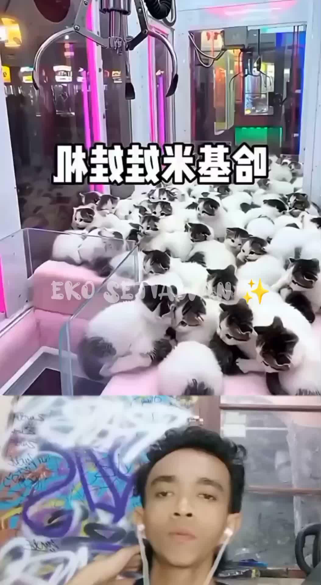 bermain mesin capit berhadiah kucing lucu🥰😍