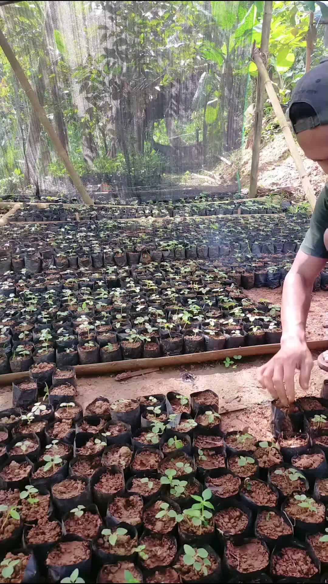 proses penyortiran bibit yang tidak tumbuh