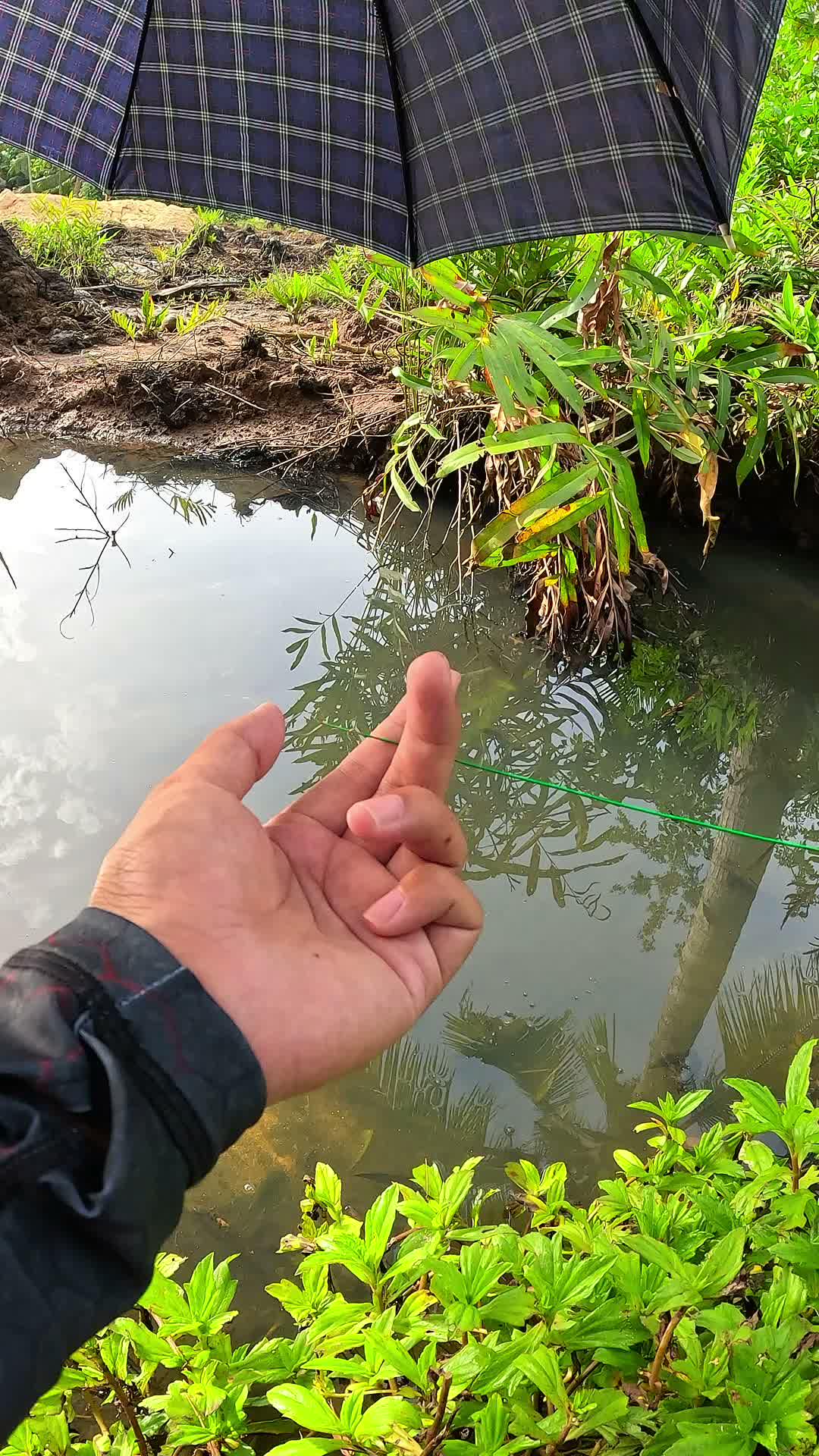 catching shrimp in the traditional way #fishing #traditional #usa #usareels #UnitedStates #unitedkingdom #denmark #canada