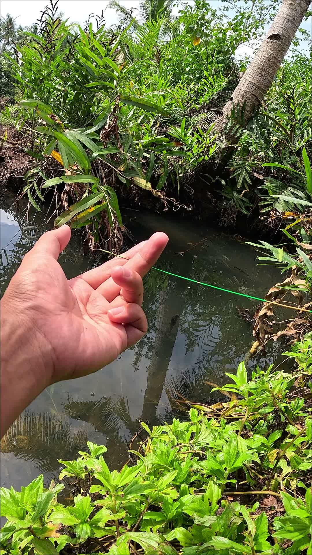 menangkap udang untuk umpan mancing