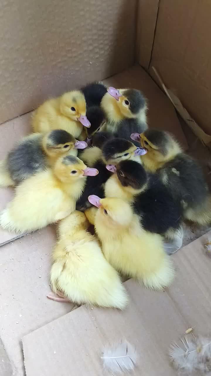 Tetasan Baru menyapa bollo #peternakmuda #menthokjumbo #muscovyduck #urbanfarming 