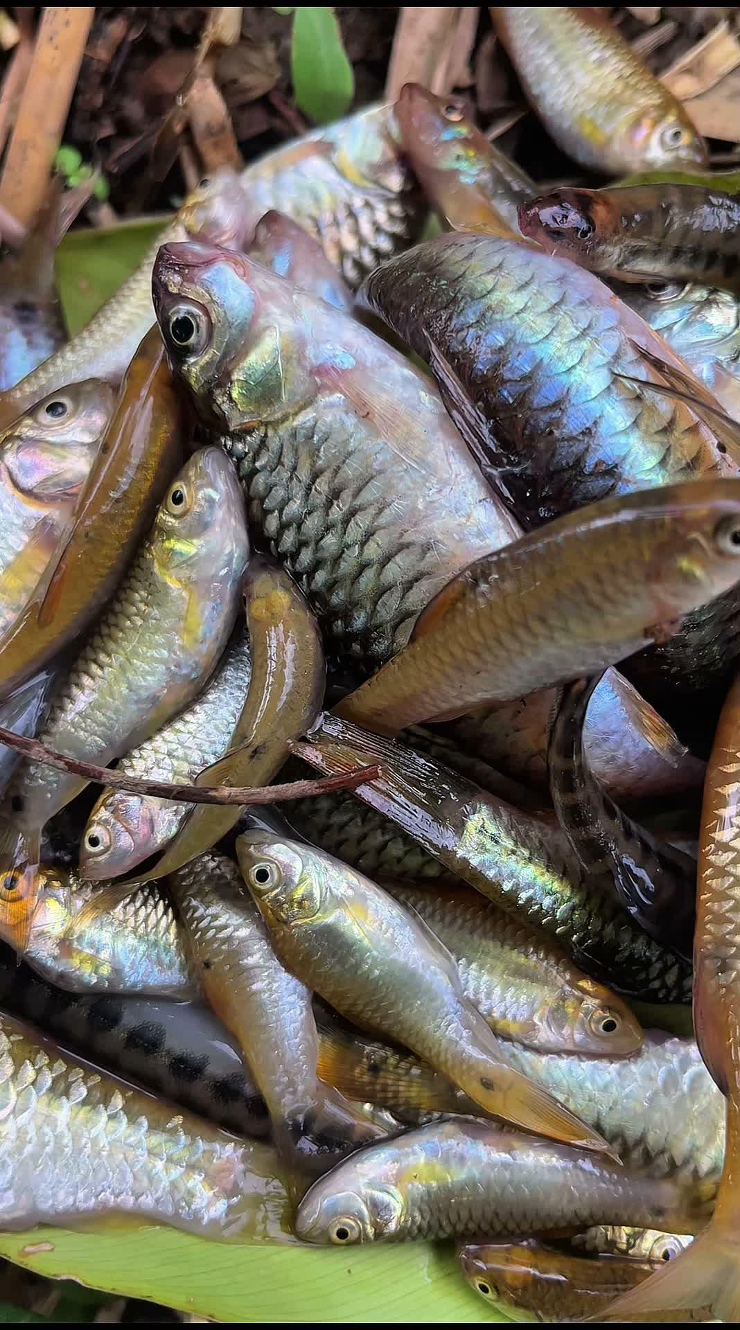 Mancing dibawah pohon durian