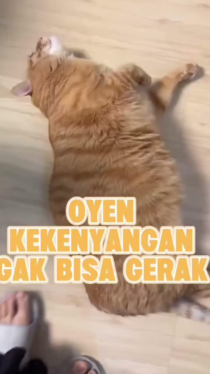kucing kegemukan

#HOTrctiplus #shortplus #kucingoyen #duniakucing