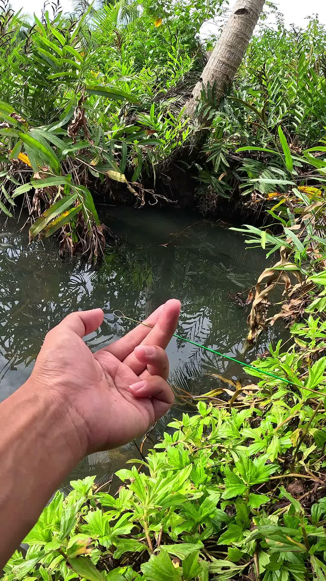menangkap udang setiap hari 