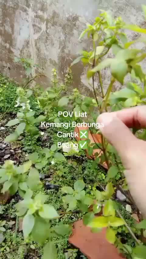 #tipsbekebun #tipsberekebunsepanjangtahun  #tipsmenanamkemangi #ibuibusukaberkebun #kebunshaka  