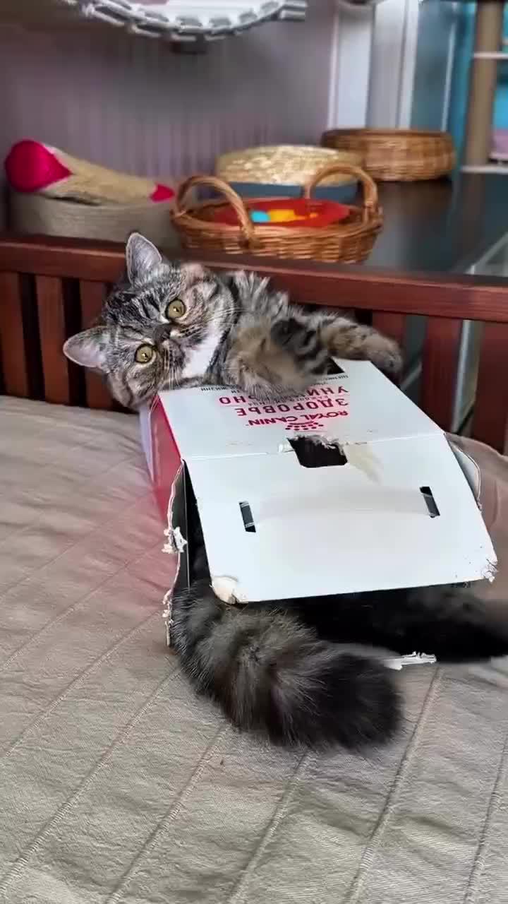 entahlah
#HOTrctiplus #shortplus #kucingoyen #duniakucing