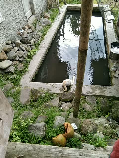 lagi ngintip ikan dia  #short  #HOTrctiplus  #RCTIPlus  #fyp 