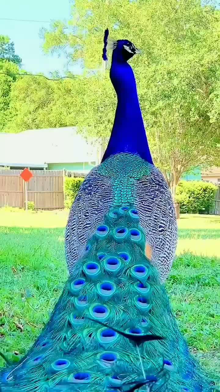 burung merak lagi tebar pesona  #short  #HOTrctiplus  #RCTIPlus  #fyp 