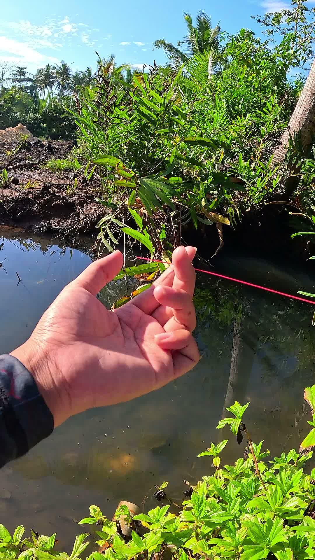udang sungai mudah ditangkap 
