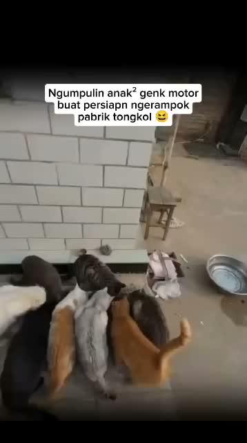 kucing
#HOTrctiplus #shortplus #kucingoyen #duniakucing