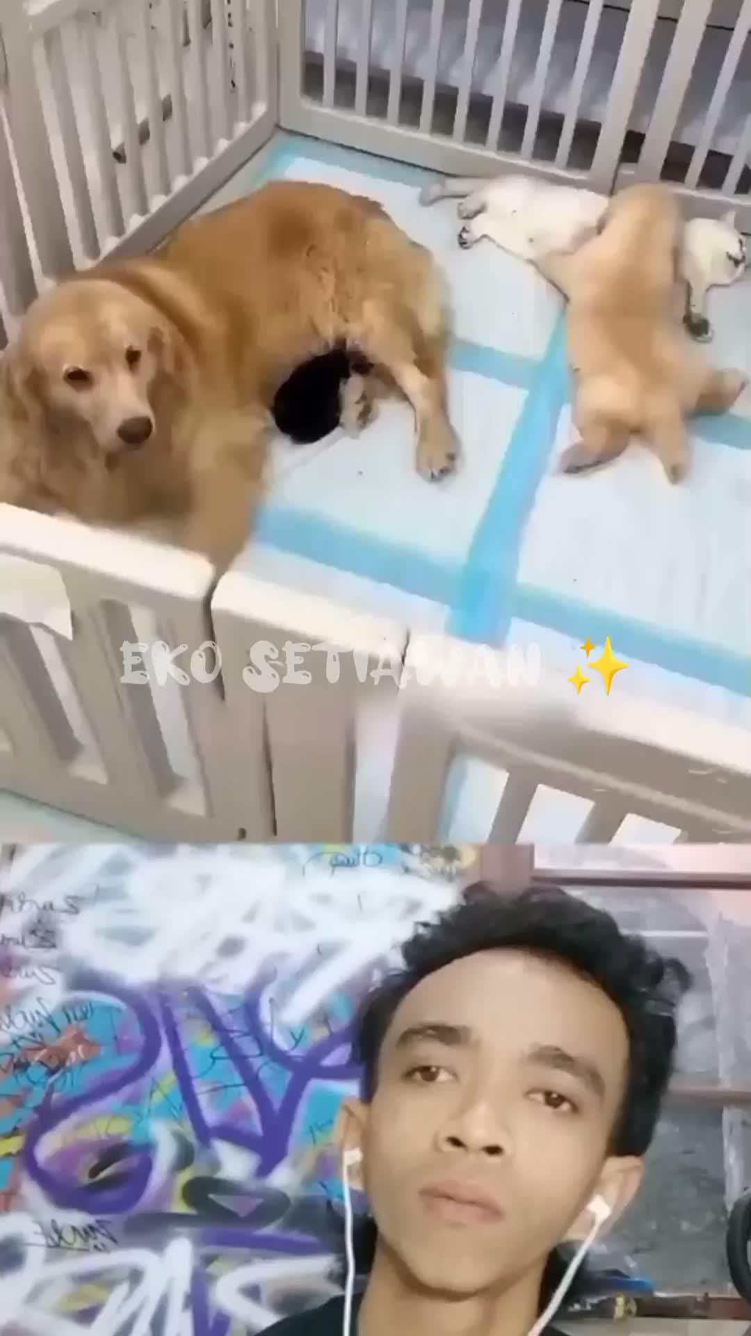 wanita ini sangat kaget karena melihat peliharaan nya tertukar ?????