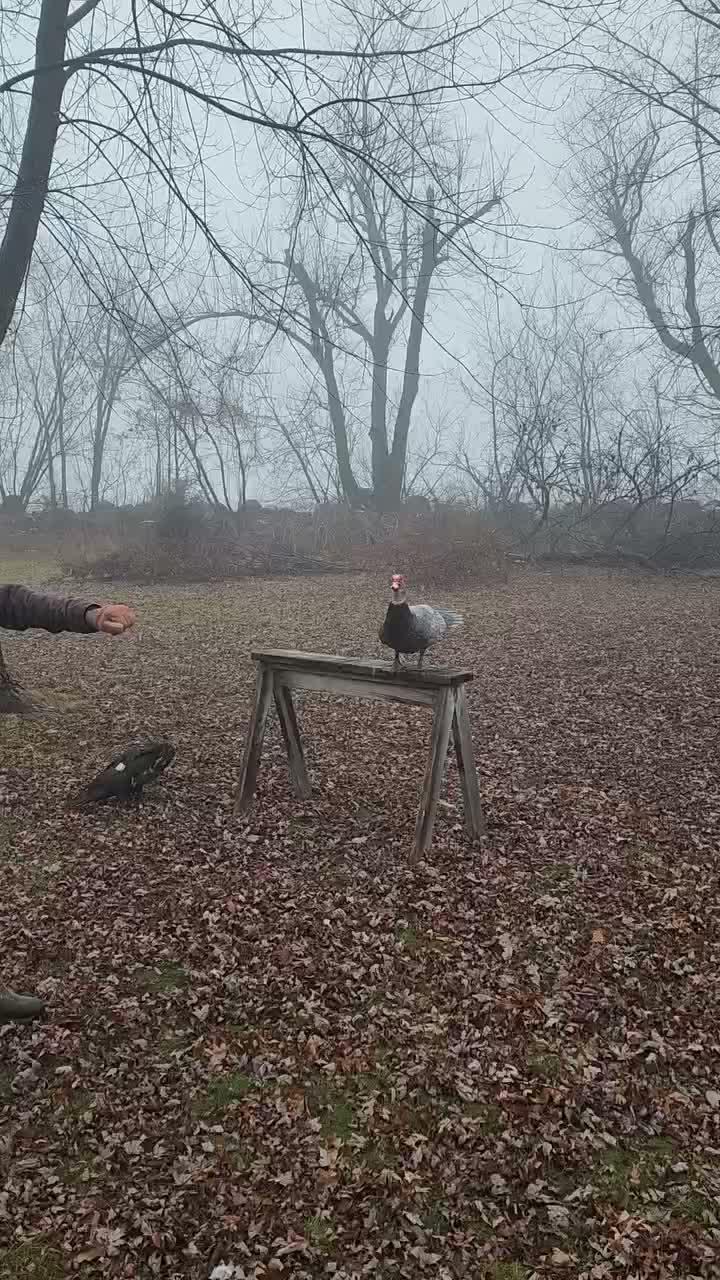 entok
#HOTrctiplus #shortplus #peternak #beternak
