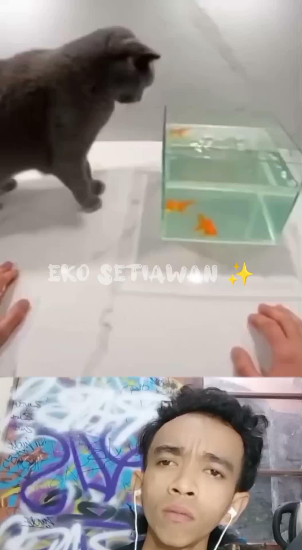 kucing itu mencuri ikan mas dari akuarium 🤣