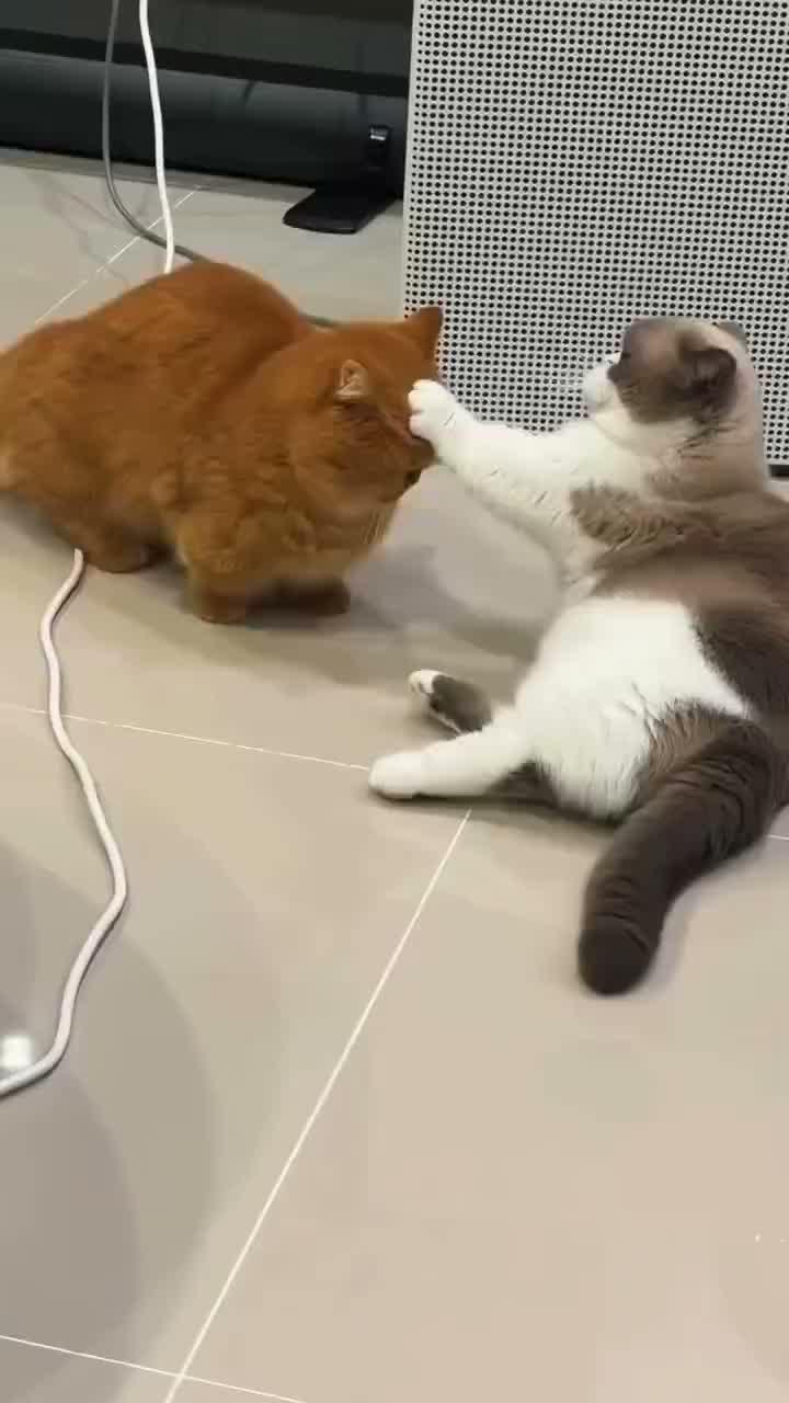 taruh pasar

#HOTrctiplus #shortplus #kucingoyen #duniakucing