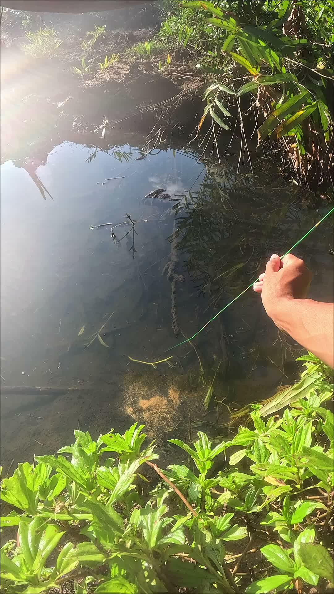 ancient technique #fishing #shrimp #traditional #usa #usareels #UnitedStates #unitedkingdom #denmark #canada