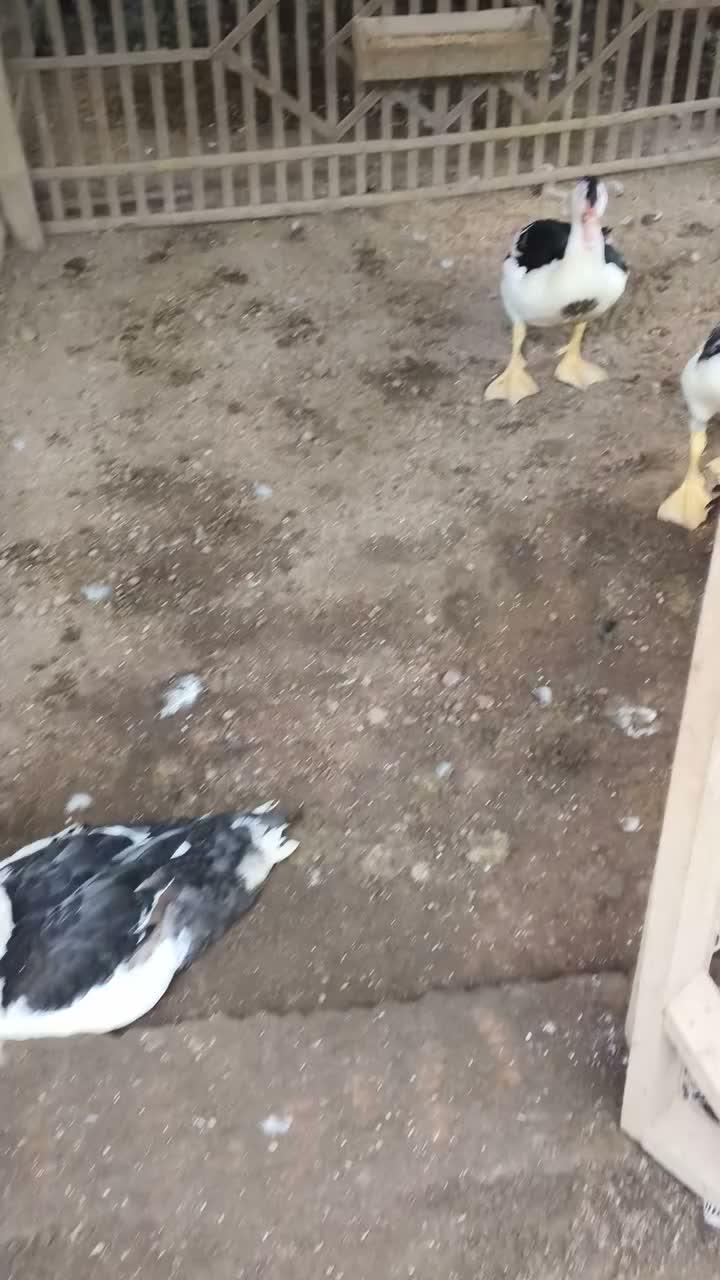 Update terkini Punggung Hitam Postur Oke #peternakmuda #menthokjumbo #muscovyduck