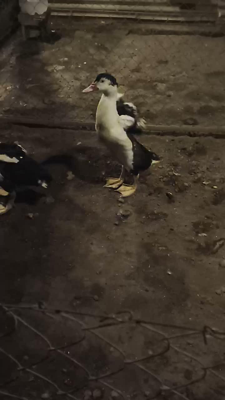 Mode senyap cek kondisi kandang #peternakmuda #menthokjumbo #muscovyduck