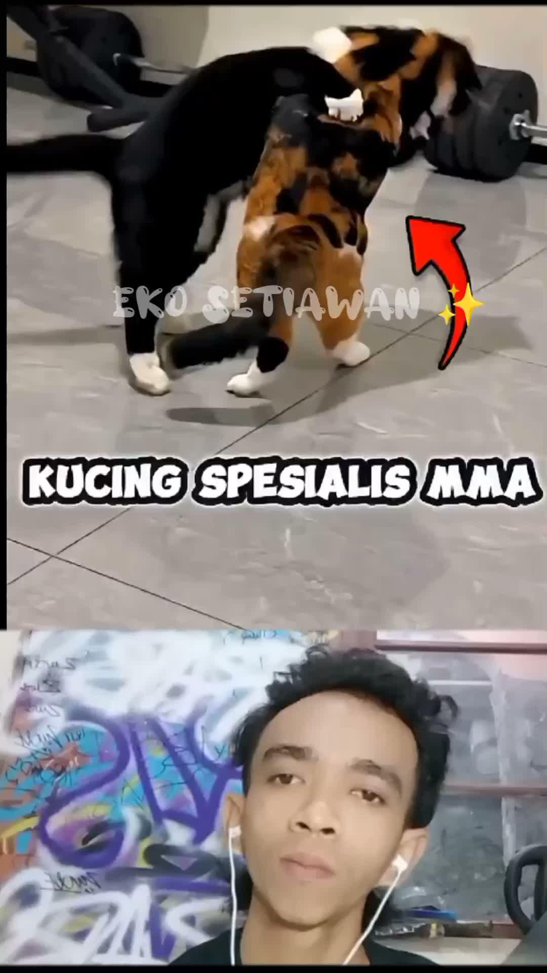 setiap bermain kucing tiga warna ini selalu kalah telak dg kucing hitam😁