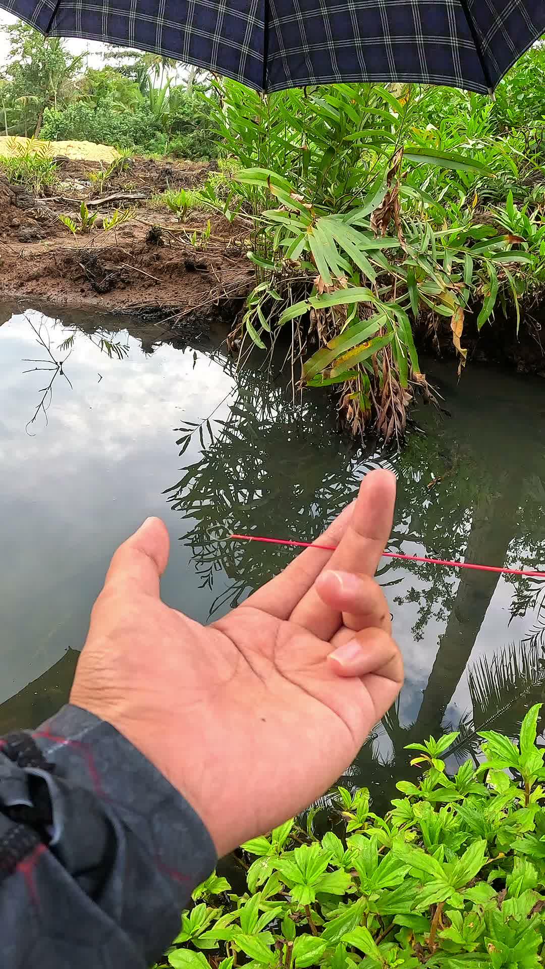 saya menemukan sarang udang sungai 