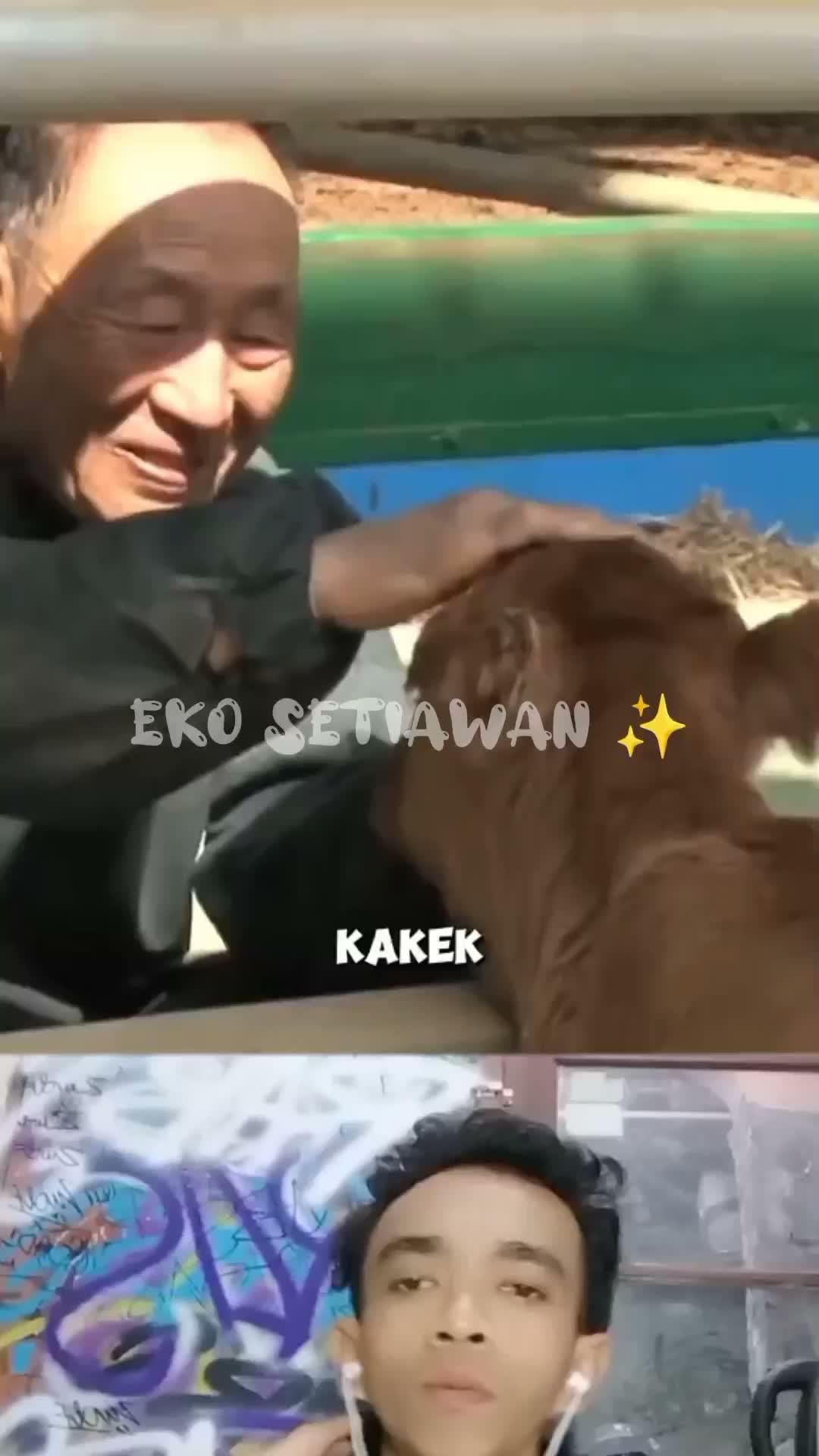 anak sapi itu selalu mengikuti si kakek hingga dewasa 🥰😍😁