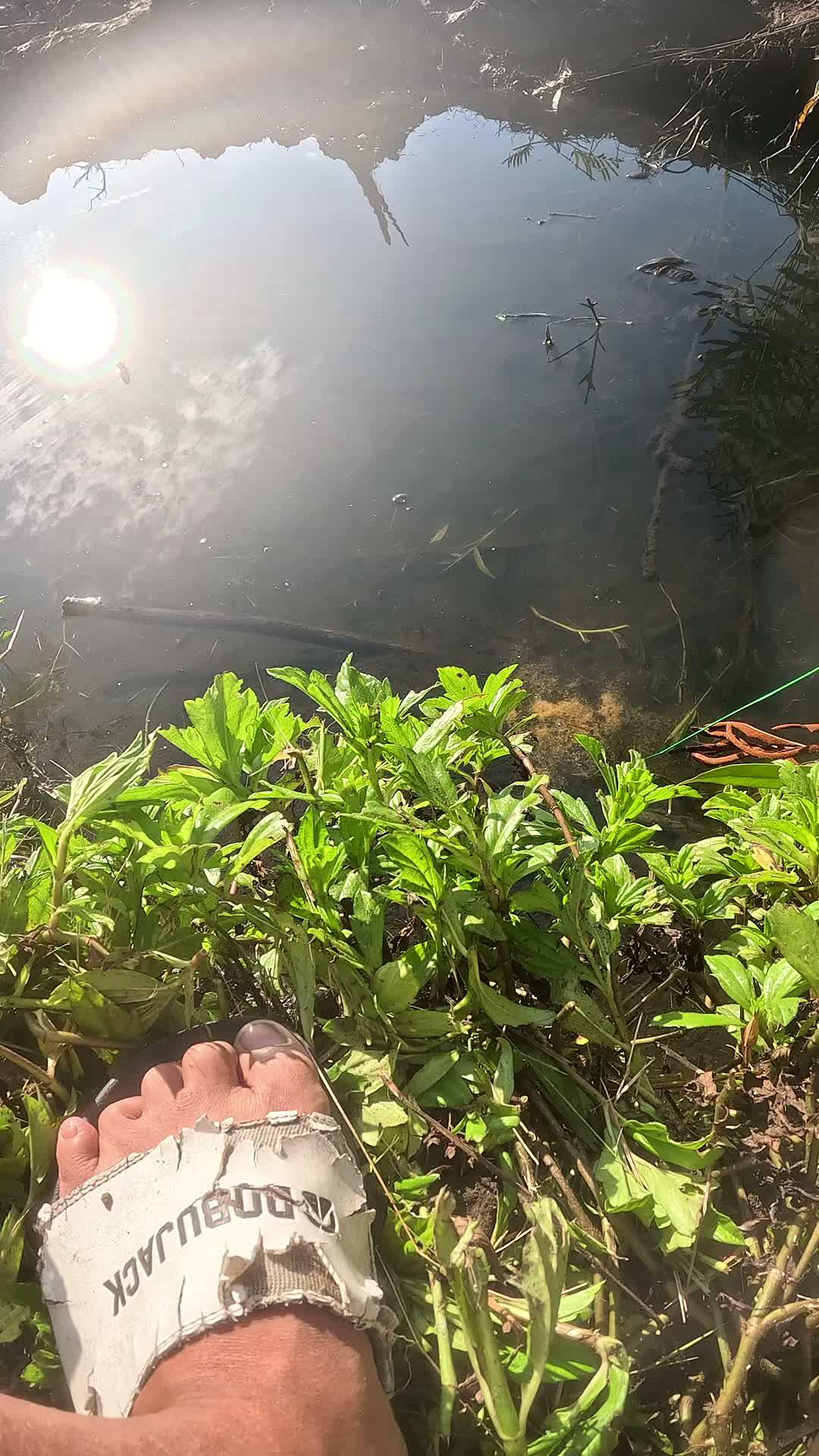 shrimp catching skills #fishing #traditional #usa #usareels #UnitedStates #unitedkingdom #denmark #canada
