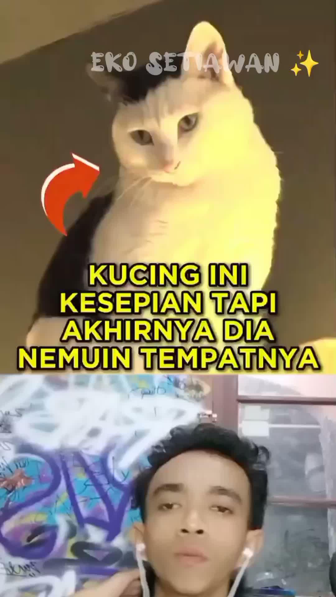 kucing ini kesepian tapi akhirnya dia nemuin tempatnya ????