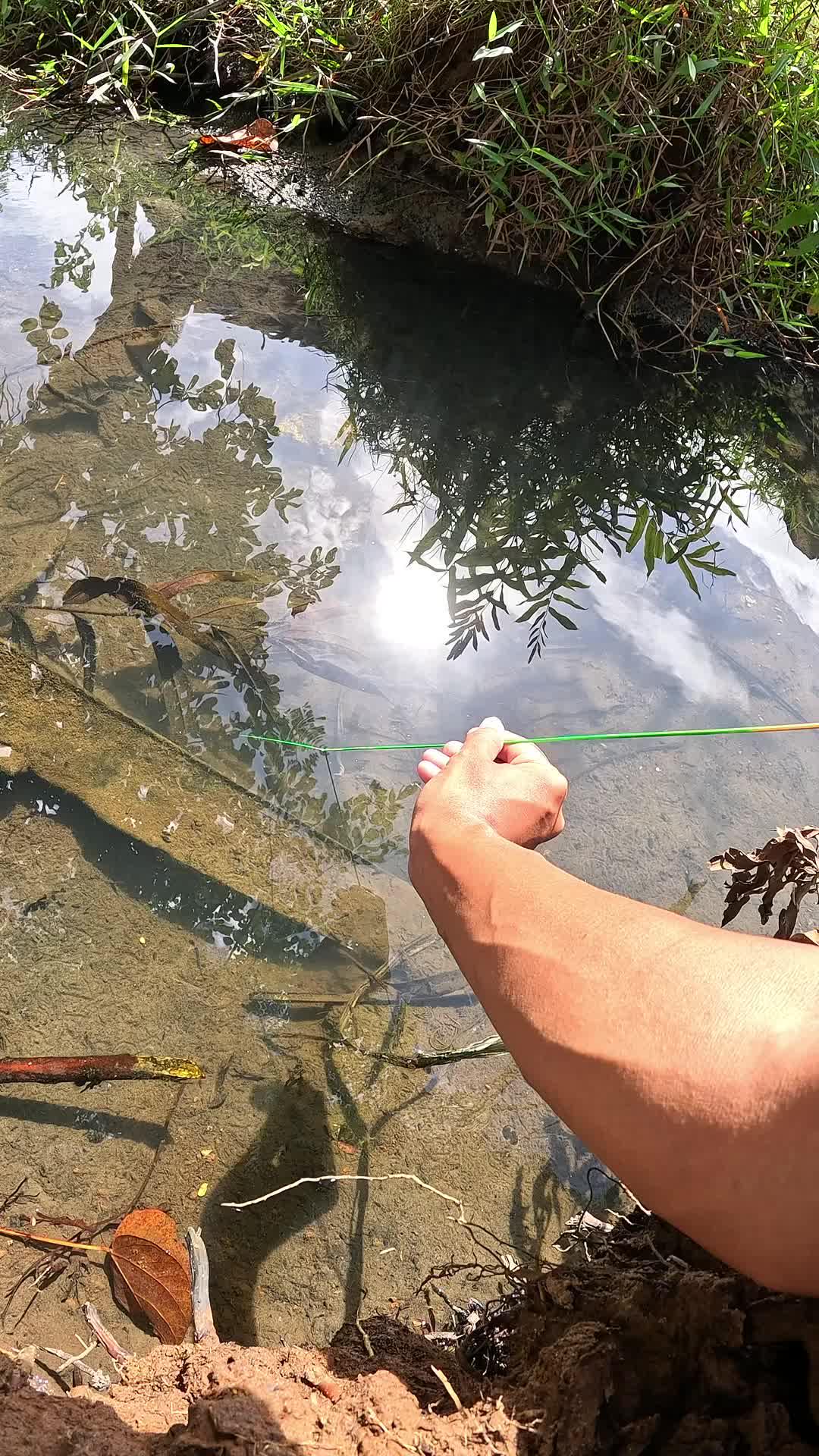 ada banyak udang yang bersembunyi 