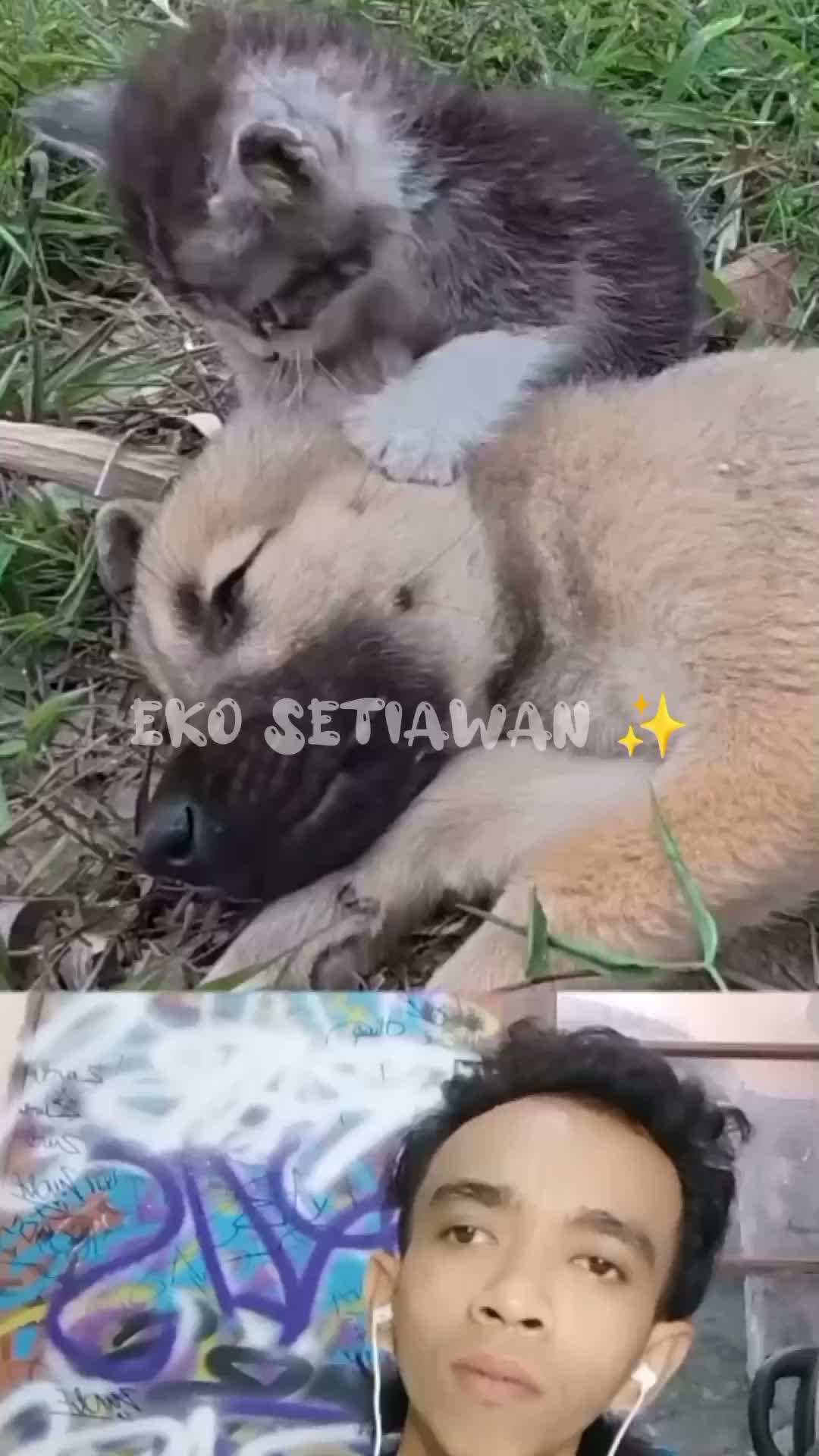 anak kucing ini berteriak meminta tolong karena sahabat nya sedang kritis 🥺😍🥰