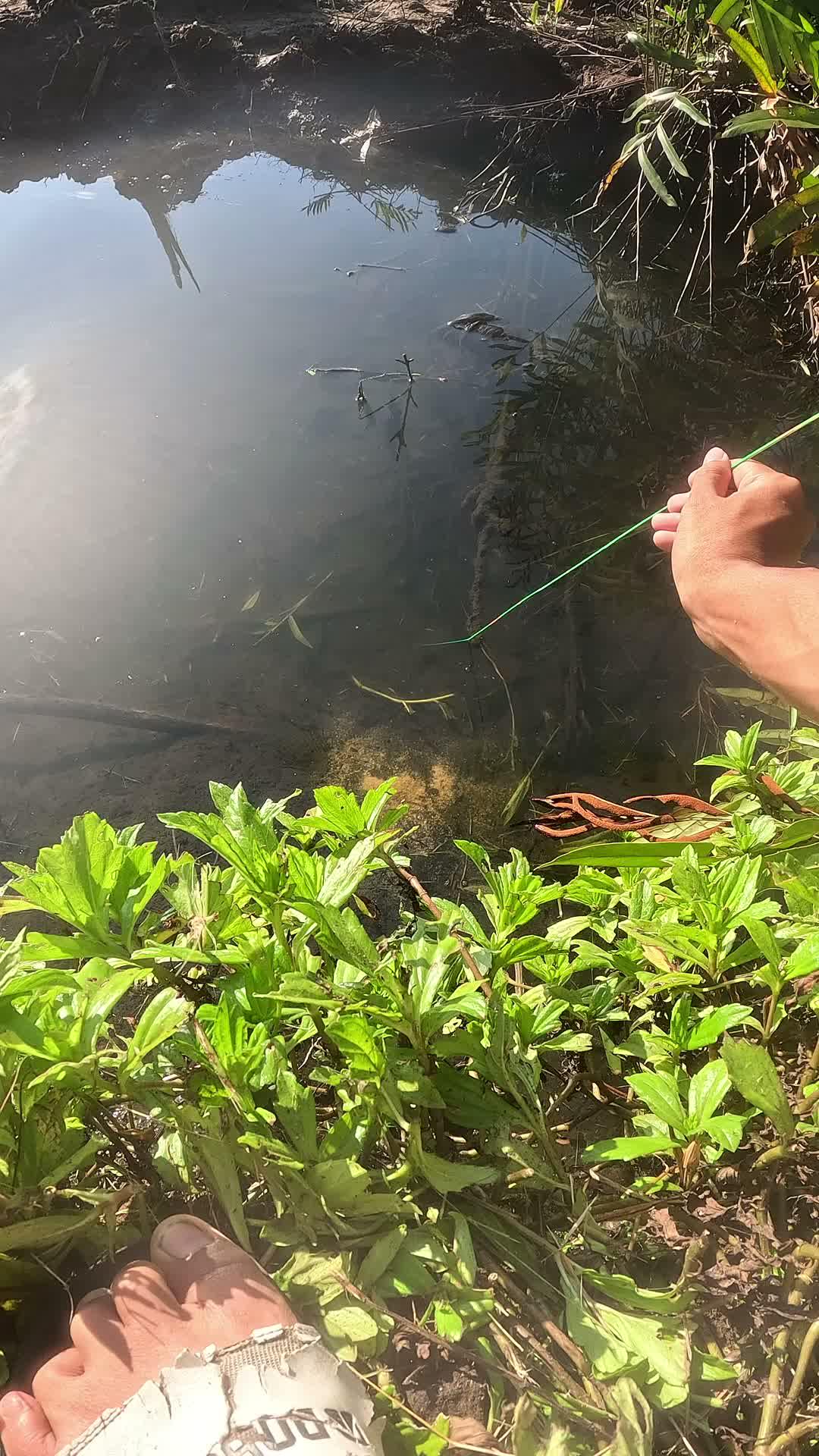 dapet udang yg bertelur #udang #nelayan #laut #jaring #ikan #fbpro #reels #reelsviral #duniaikan #skills #fyp #trending
