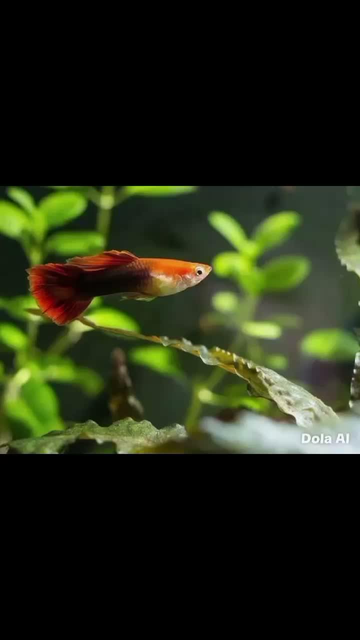 ikan guppy yang lucu dan menggemaskan  #ikanguppy  #hewanpeliharaan
